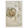 Foetus in the Womb Art Print by Da Vinci