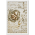 Foetus in the Womb Art Print by Da Vinci