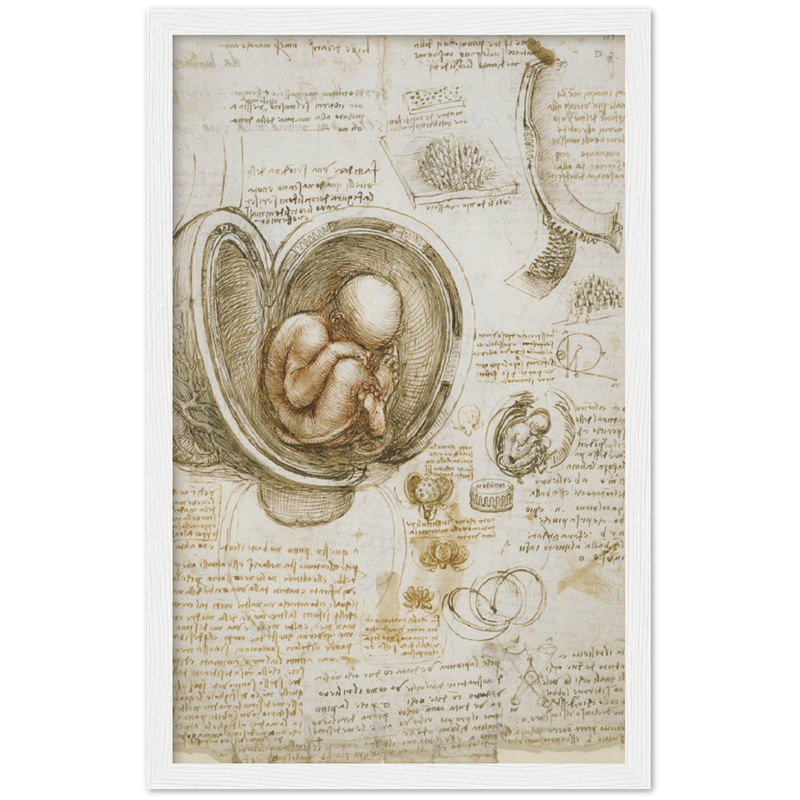 Foetus in the Womb Art Print by Da Vinci