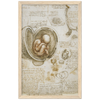 Foetus in the Womb Art Print by Da Vinci