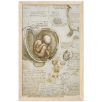 Foetus in the Womb Art Print by Da Vinci