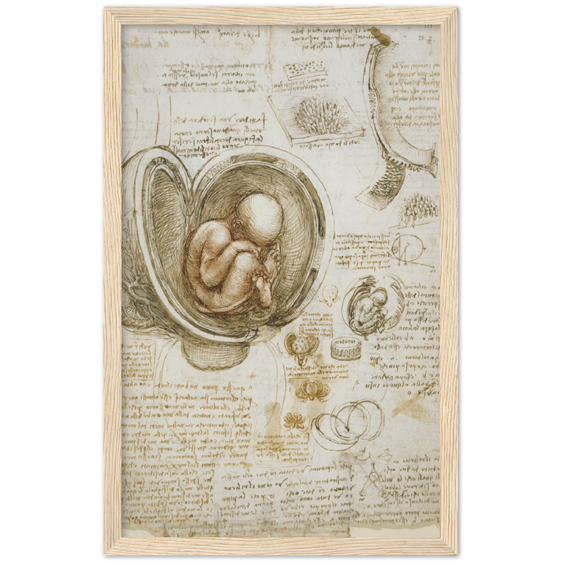 Foetus in the Womb Art Print by Da Vinci