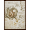 Foetus in the Womb Art Print by Da Vinci