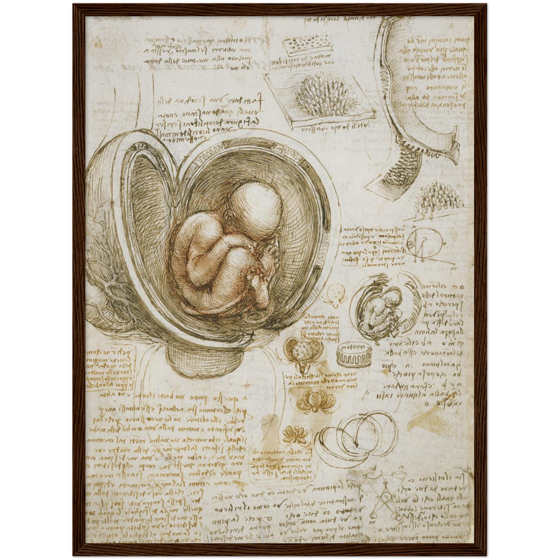 Foetus in the Womb Art Print by Da Vinci